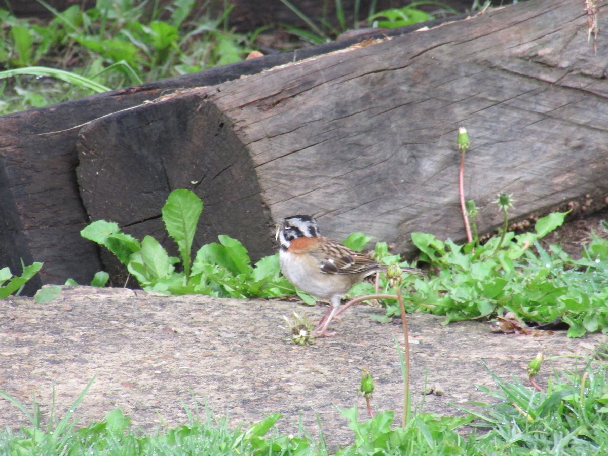 Rufous-collared Sparrow (Rufous-collared) - ML384303731