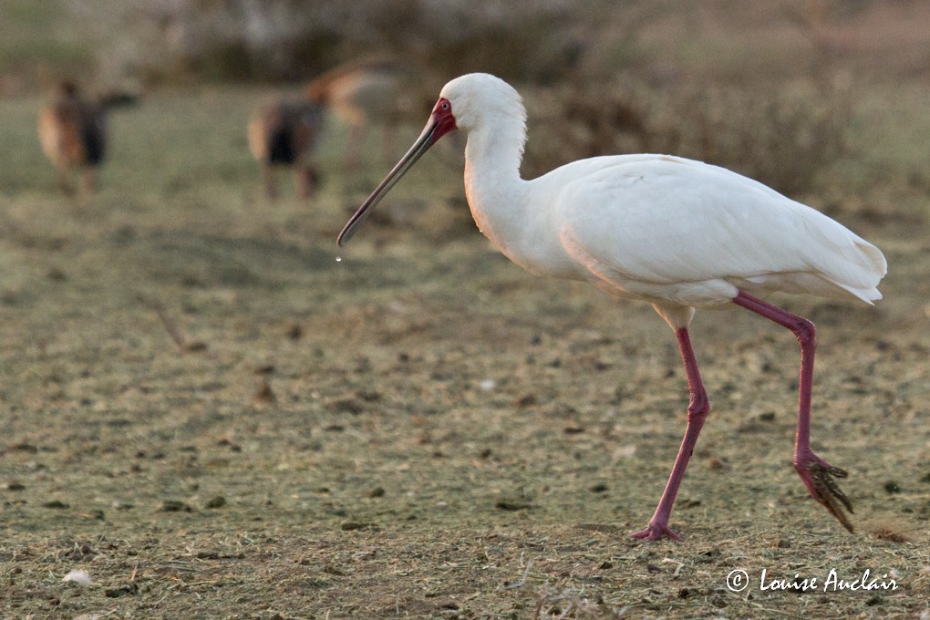 African Spoonbill - Louise Auclair
