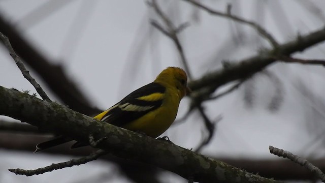 Western Tanager - ML384307901