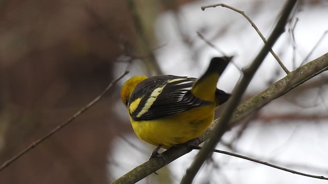 Western Tanager - ML384308321