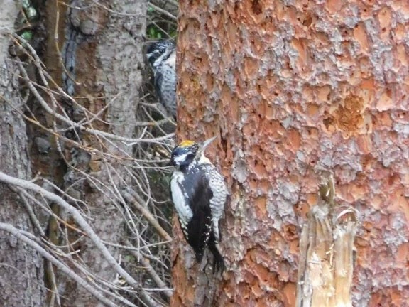 American Three-toed Woodpecker - Brian Nelson