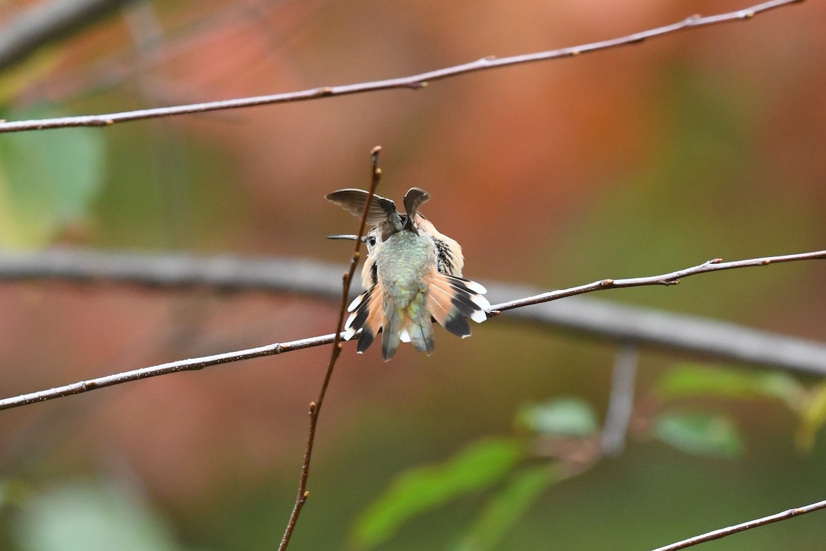 Rufous Hummingbird - ML384314271