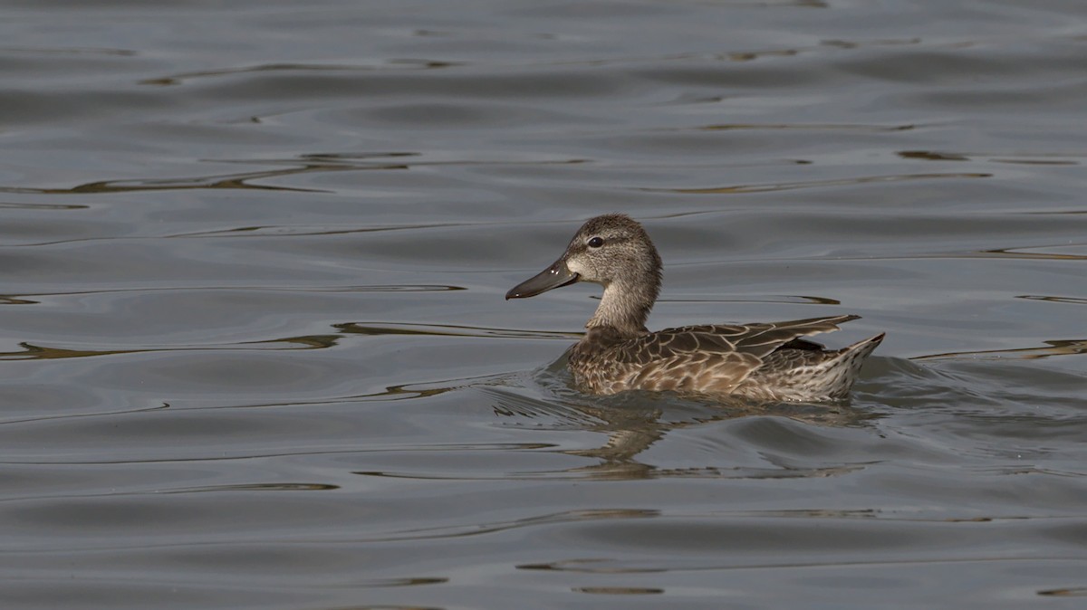 Blue-winged Teal - ML384315331