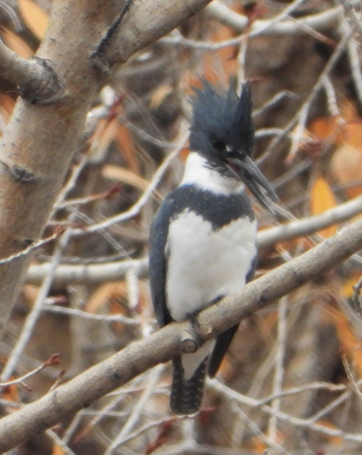 Belted Kingfisher - ML384315861