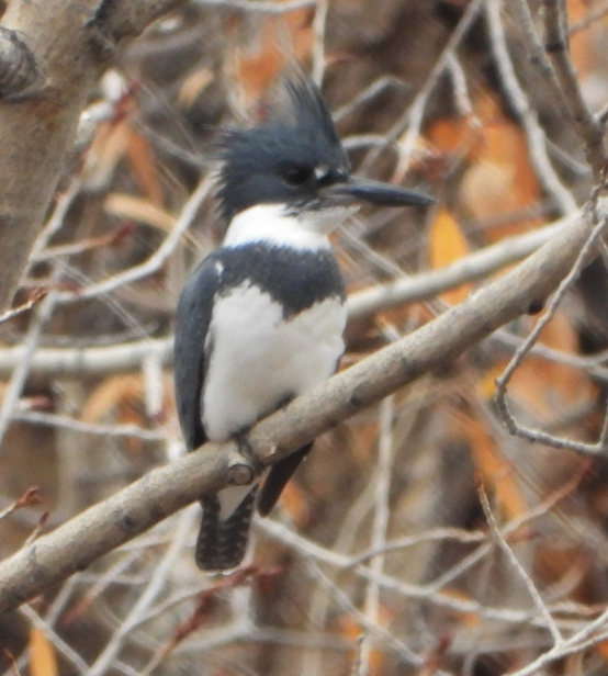 Belted Kingfisher - ML384315871