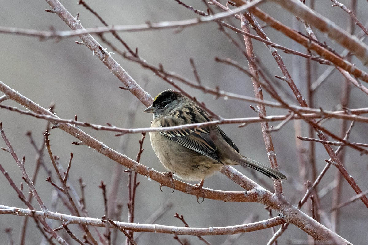 Golden-crowned Sparrow - Jan Almond