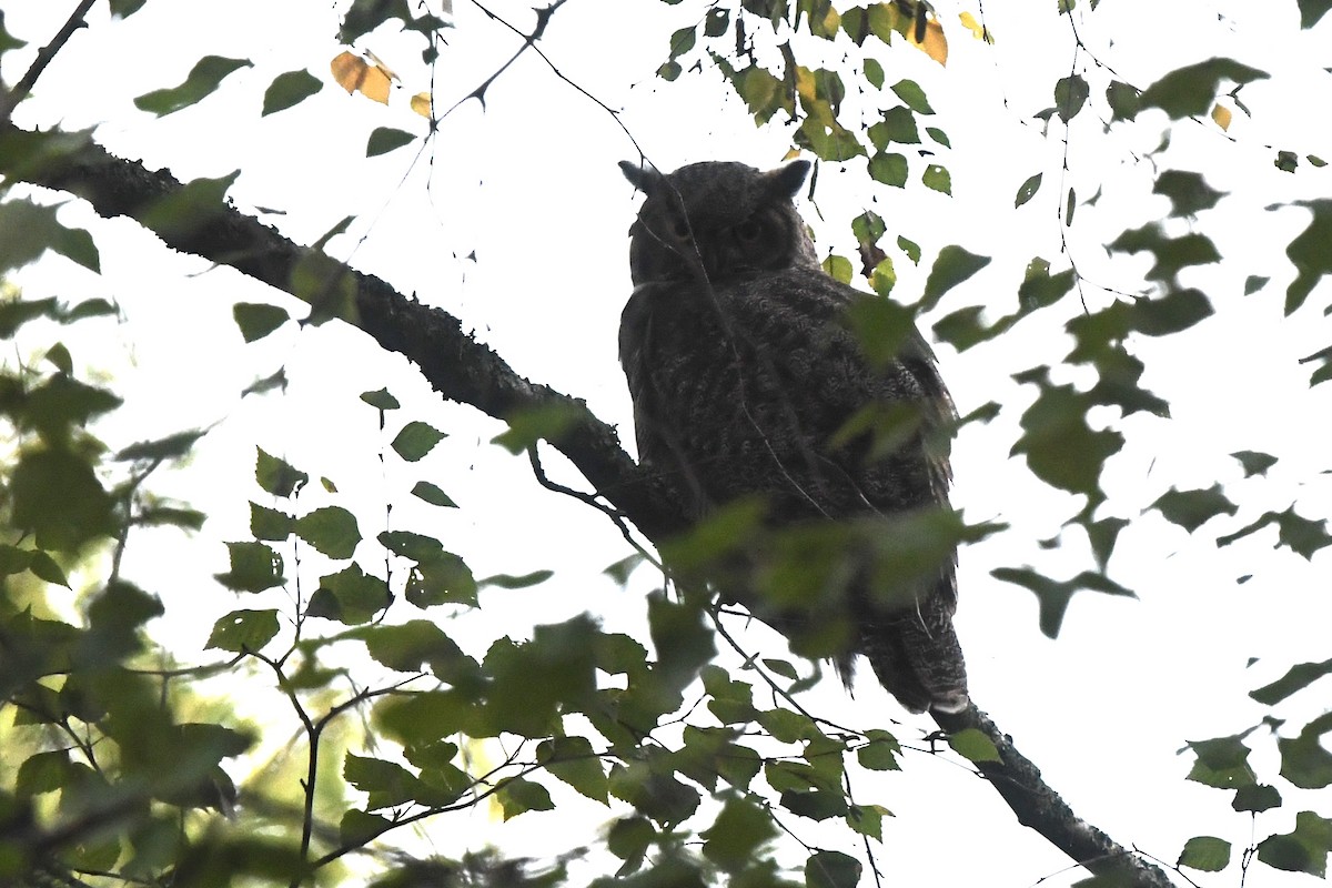 Great Horned Owl - ML384317851