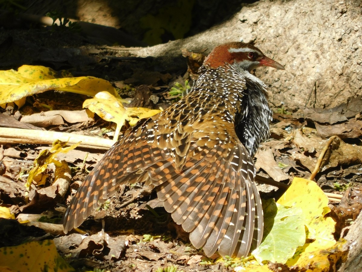 Buff-banded Rail - Andres Cervino