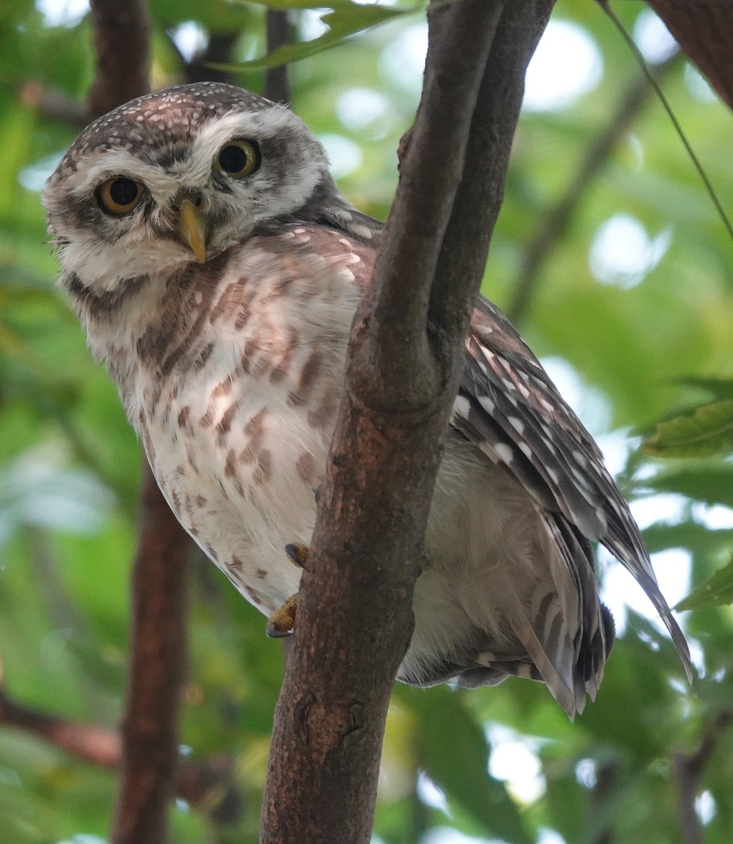 Spotted Owlet - ML384324781