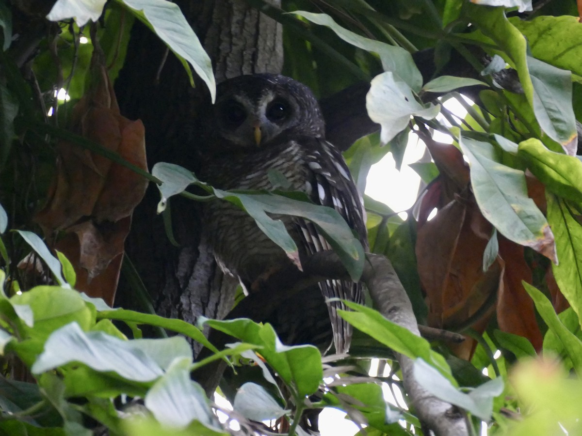 African Wood-Owl - ML384325861