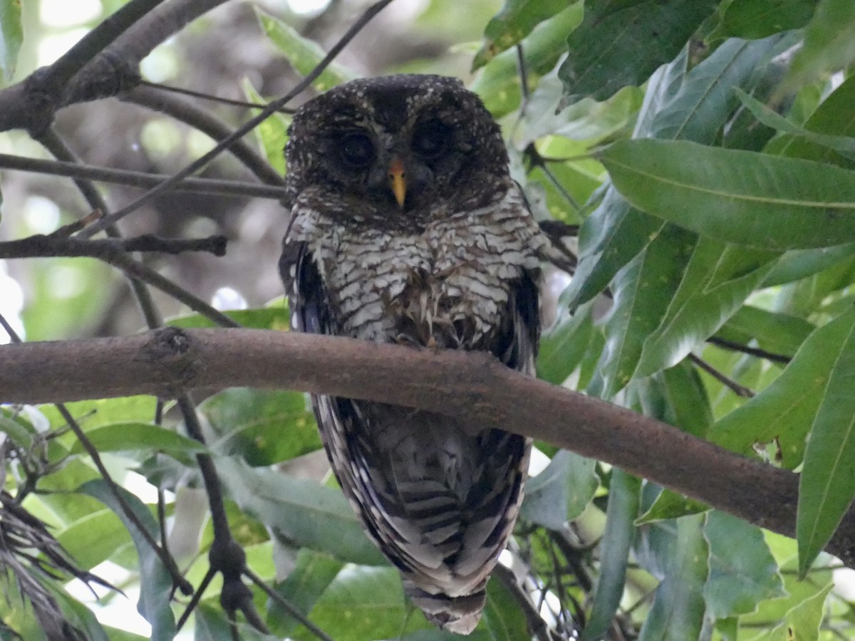 African Wood-Owl - ML384325871