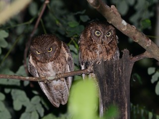  - Mayotte Scops-Owl