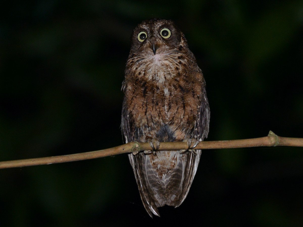 Mayotte Scops-Owl - Alan Van Norman