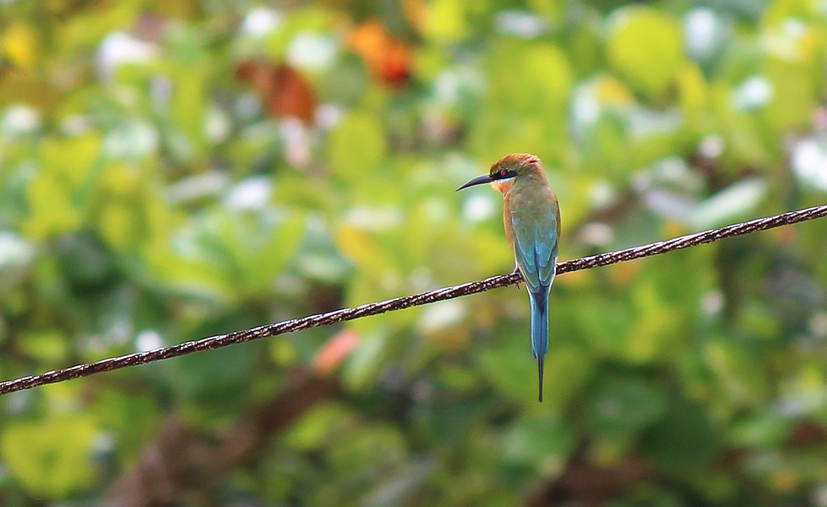 Blue-tailed Bee-eater - ML384335651
