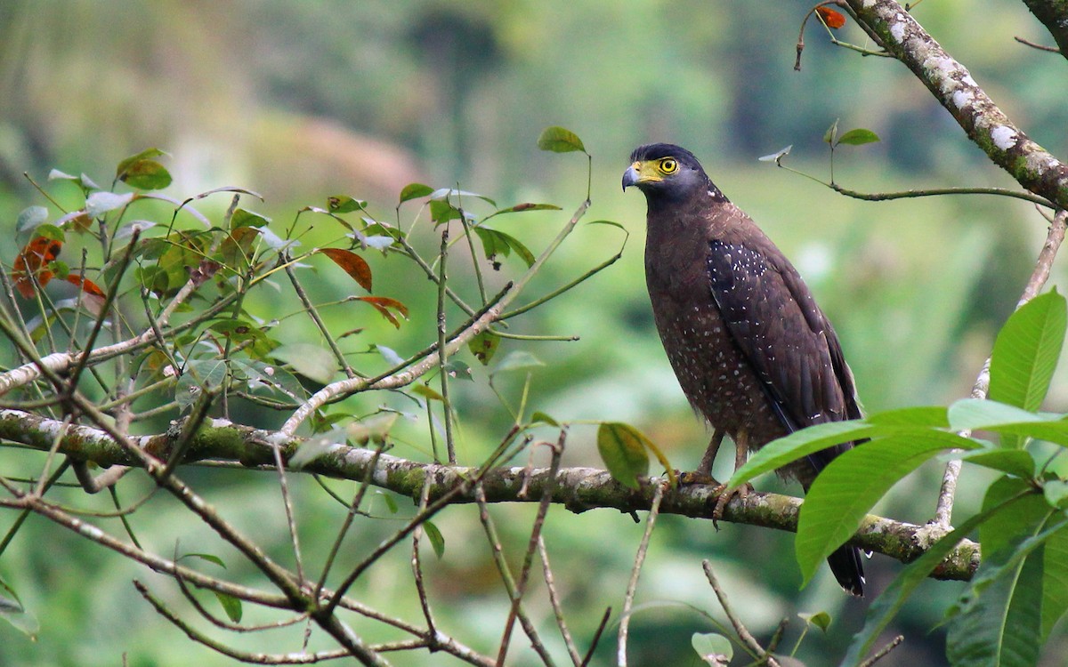 Crested Serpent-Eagle - ML384336651