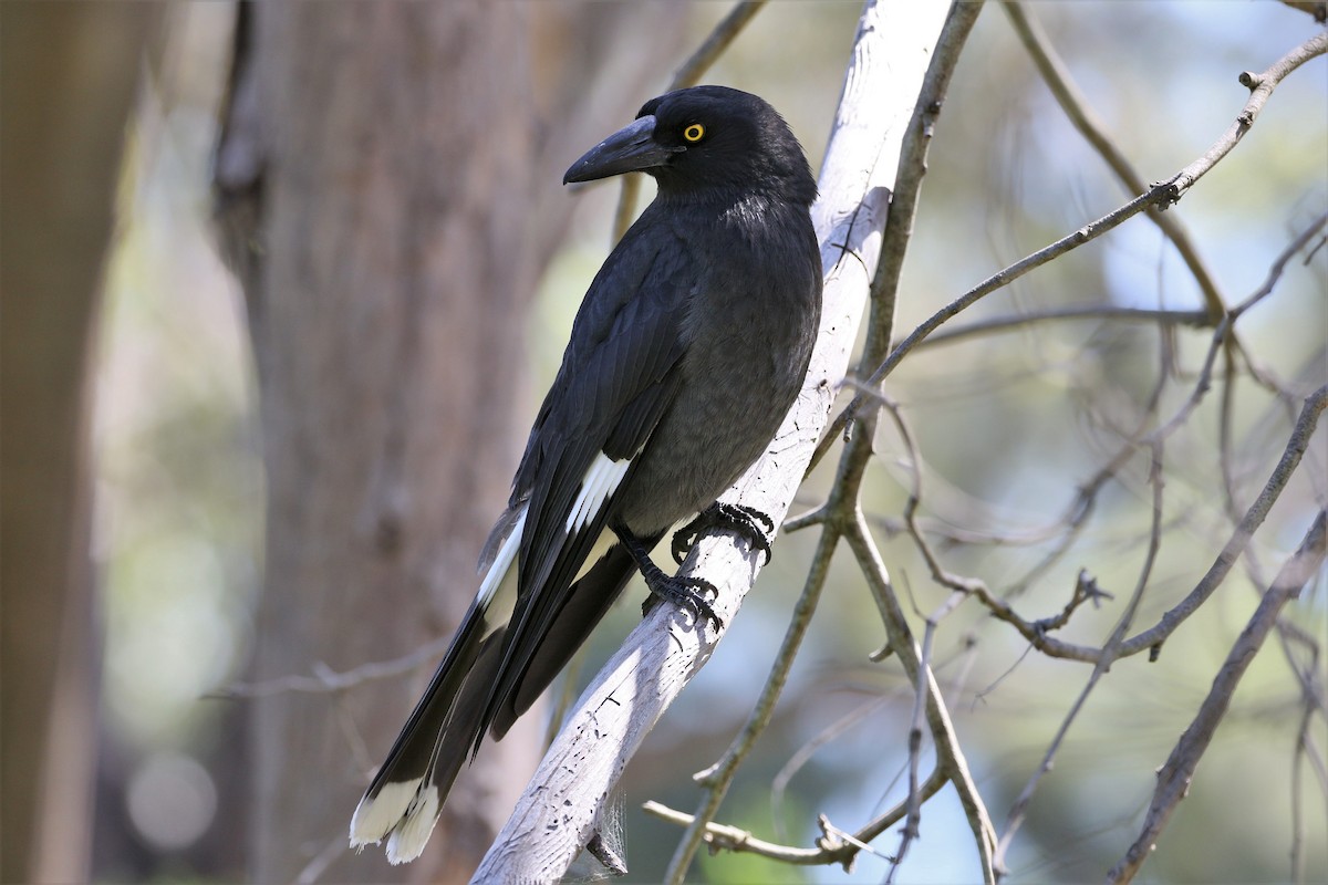 Pied Currawong - Mark Stanley