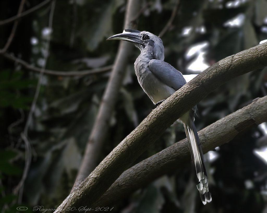 Indian Gray Hornbill - ML384339321