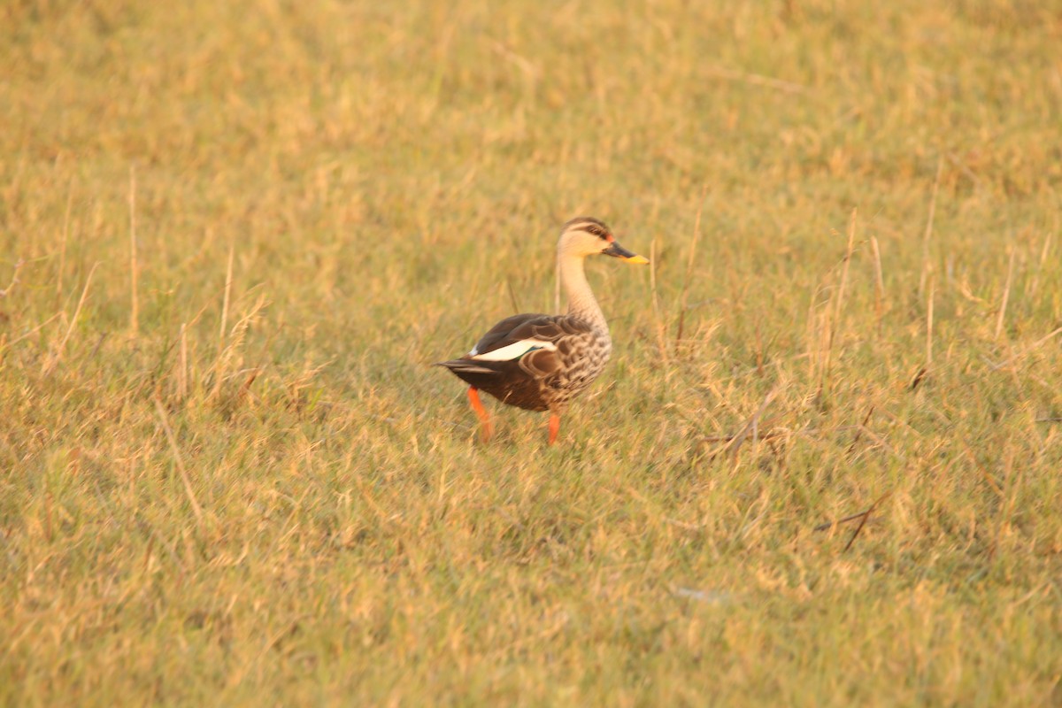 Indian Spot-billed Duck - Amudha Hariharan