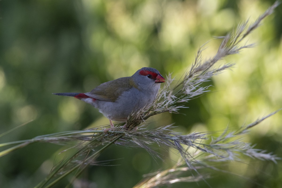 Red-browed Firetail - ML384351371