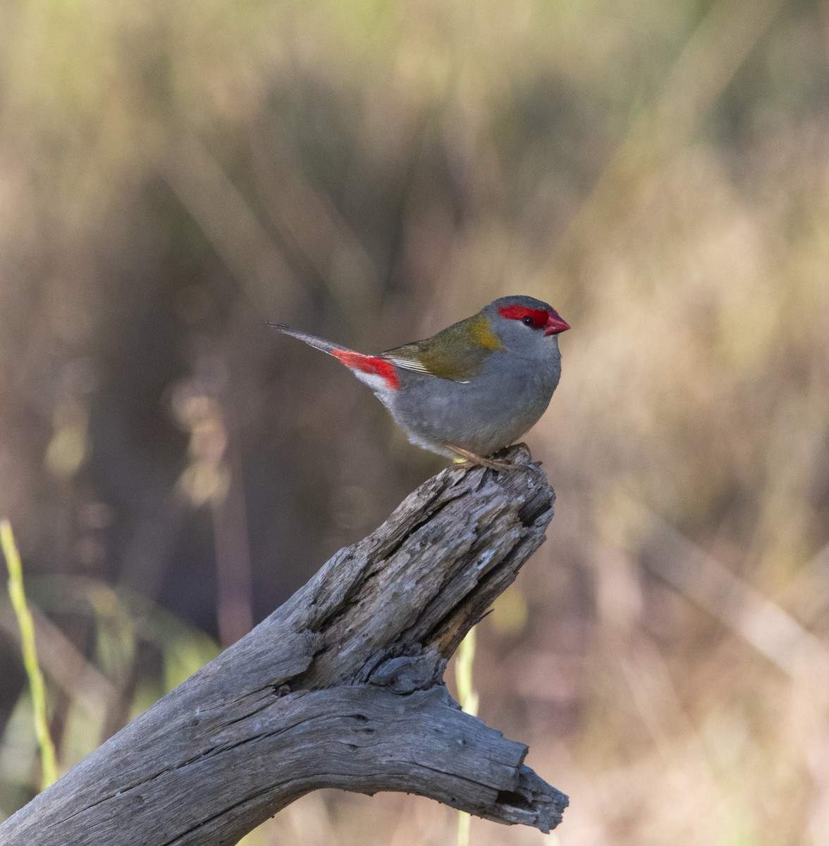 Red-browed Firetail - ML384351381