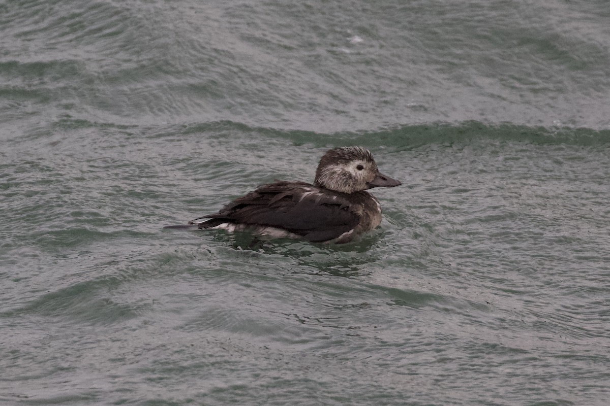 Long-tailed Duck - ML384353061