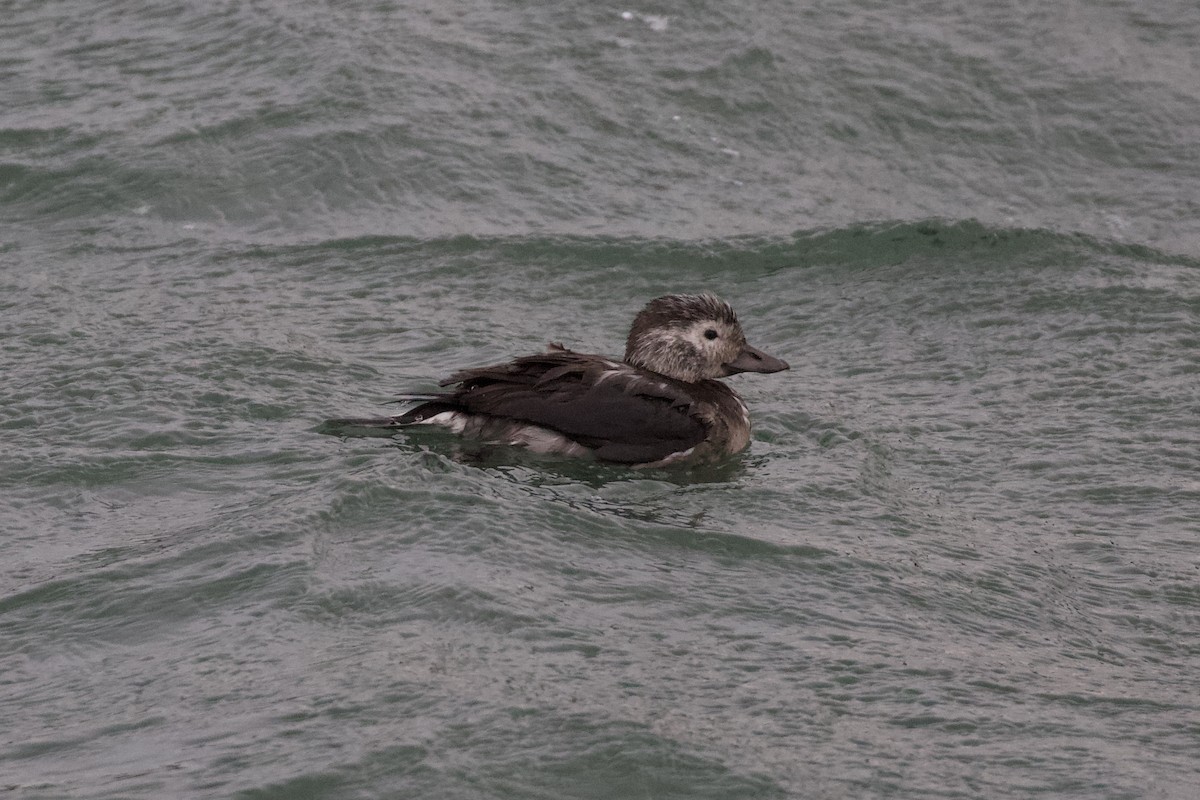 Long-tailed Duck - ML384353091