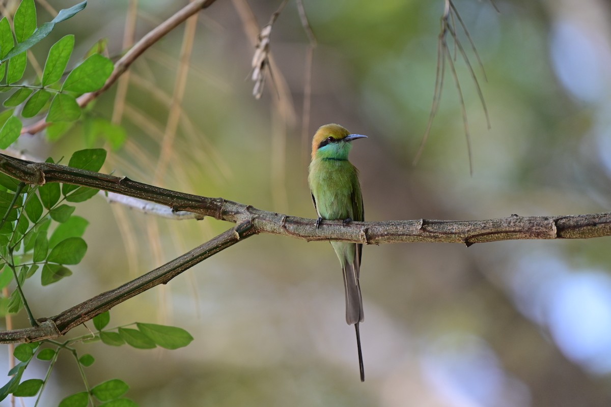 Asian Green Bee-eater - ML384353251