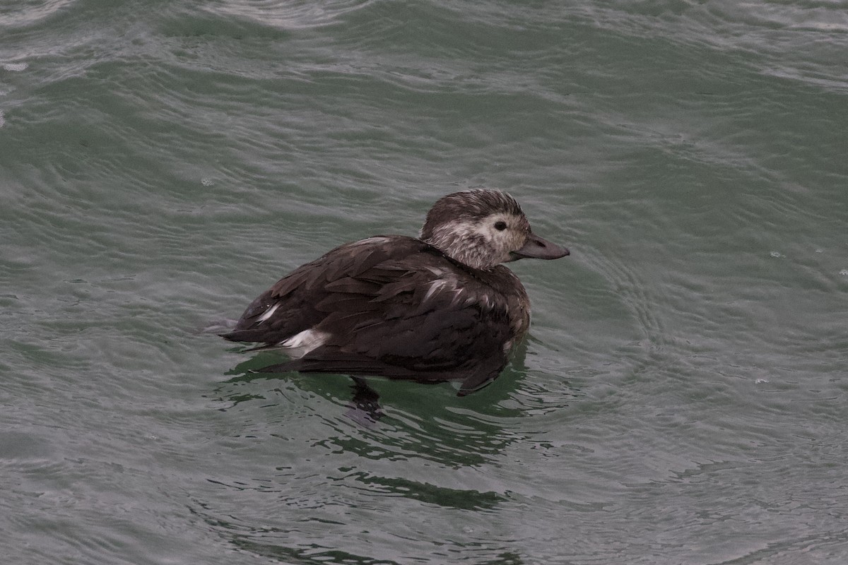 Long-tailed Duck - ML384353271