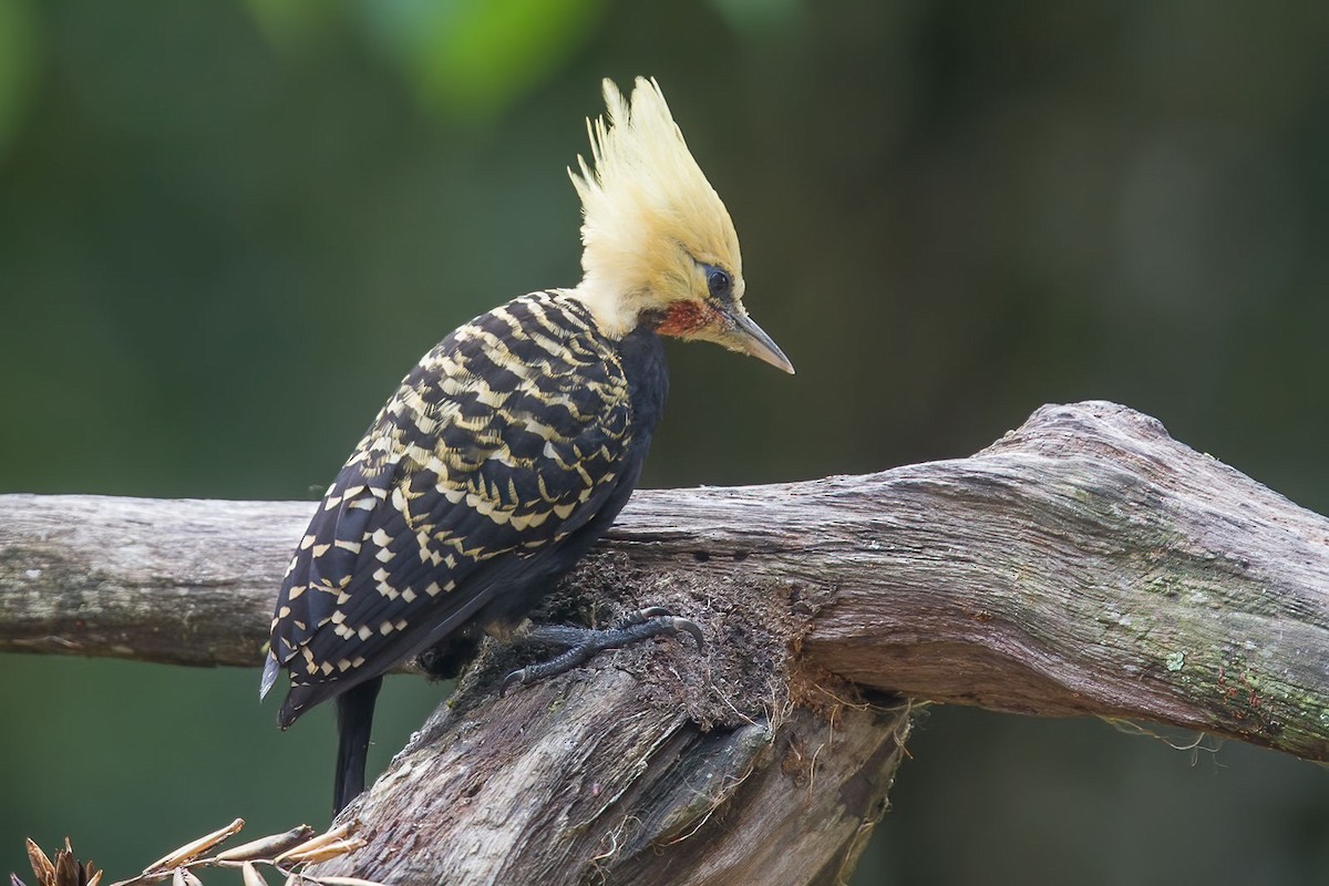 Blond-crested Woodpecker - ML384353861