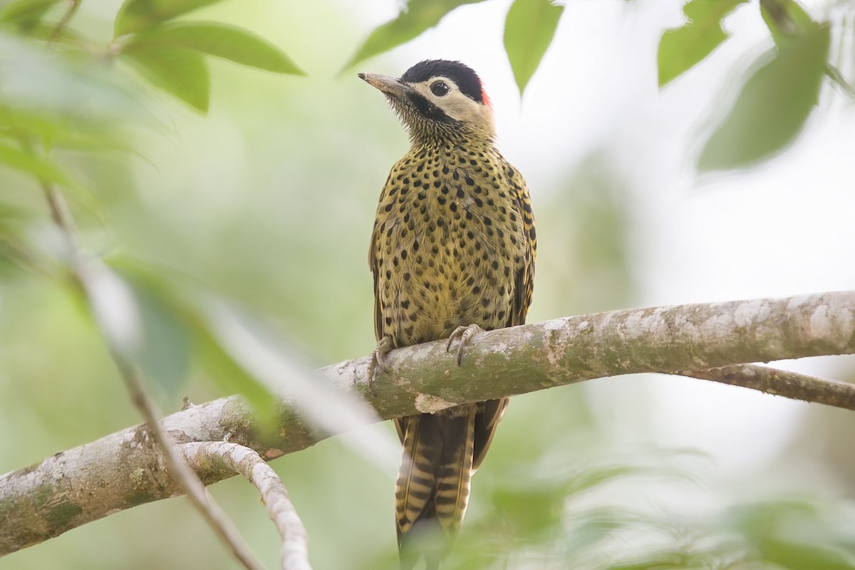Green-barred Woodpecker - ML384353911