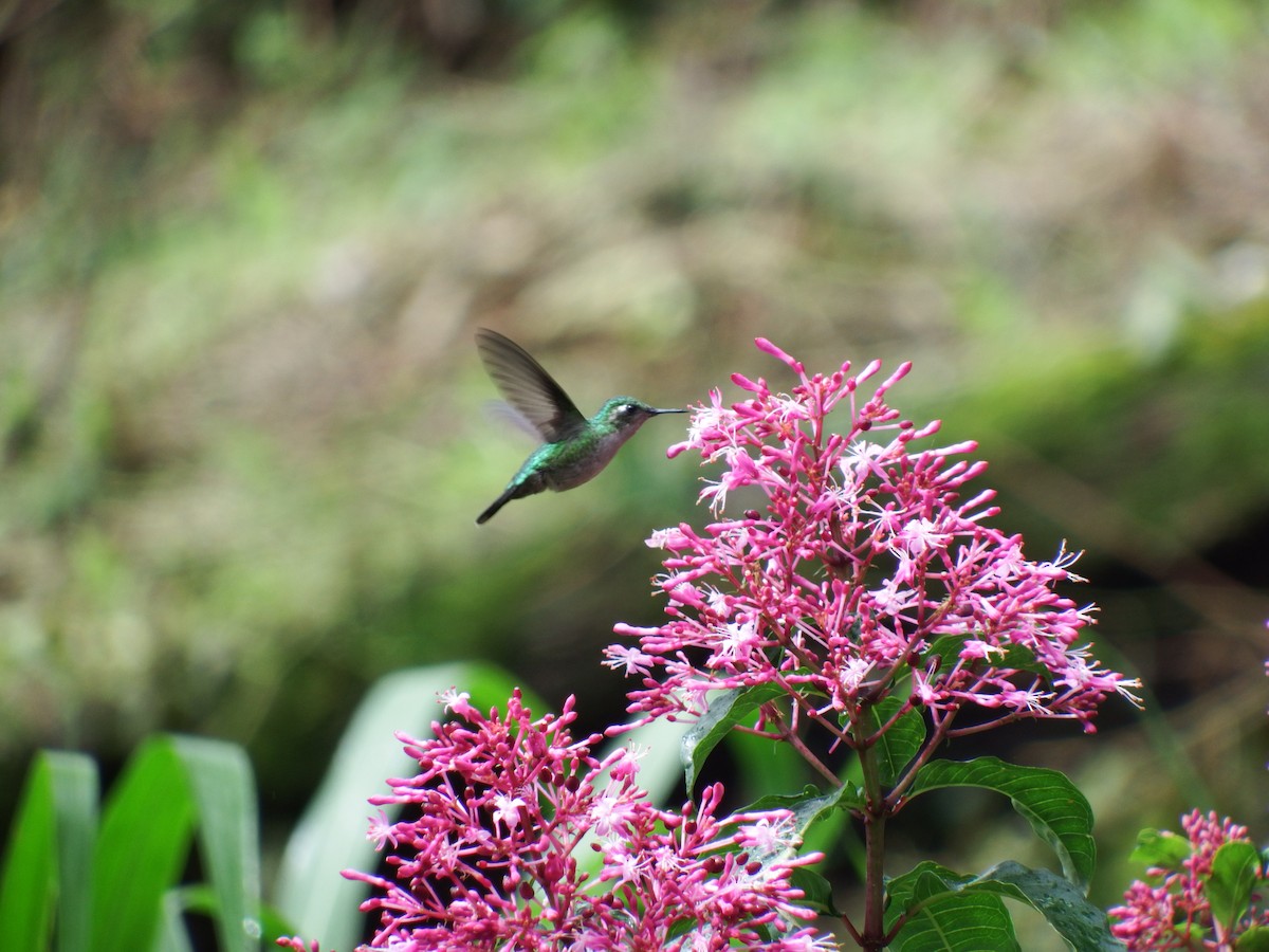Emerald-chinned Hummingbird - Mayron McKewy Mejia