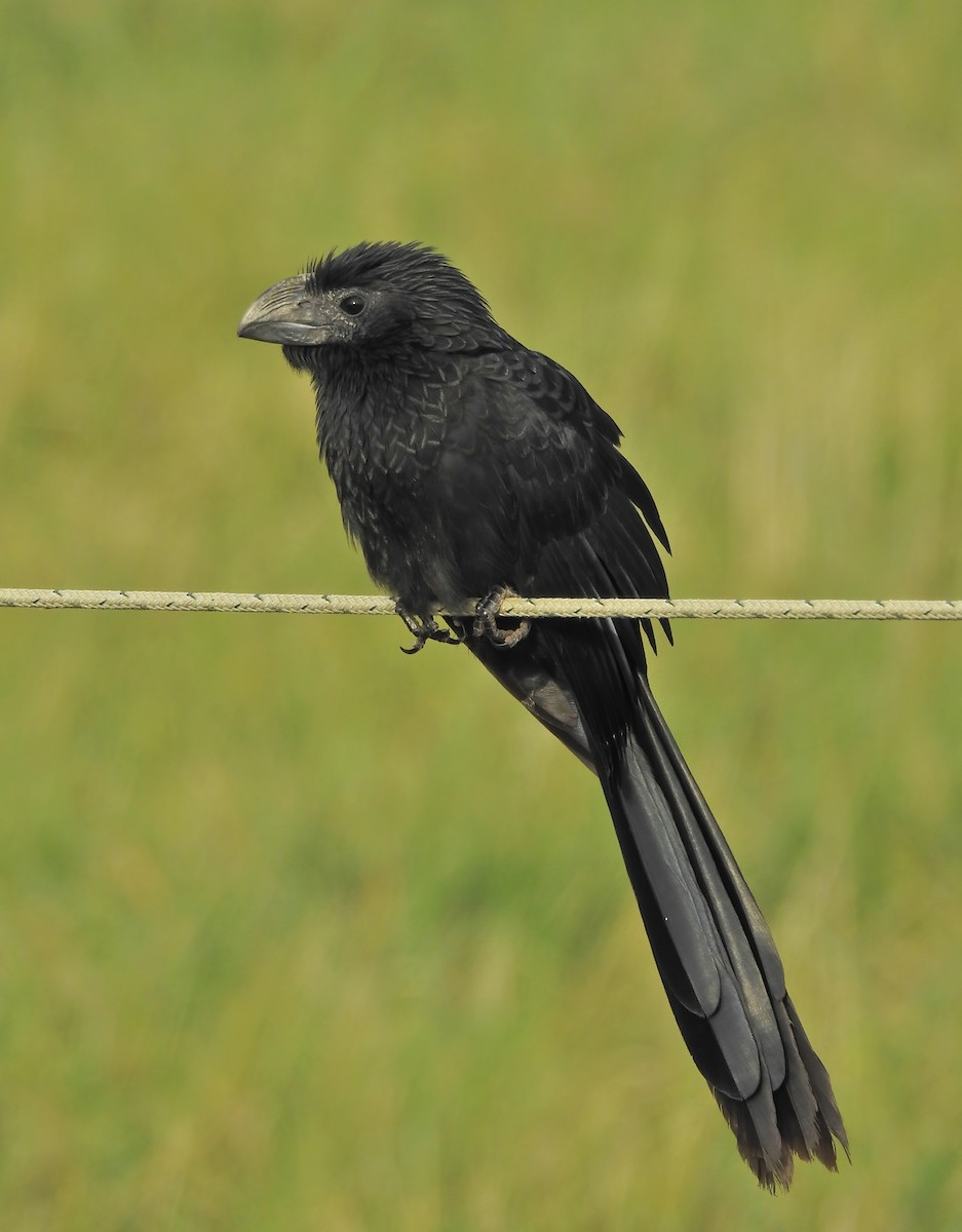 Groove-billed Ani - Kyle  Swanson