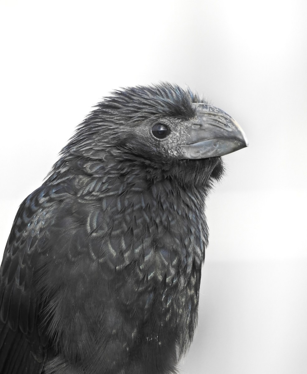 Groove-billed Ani - Kyle  Swanson