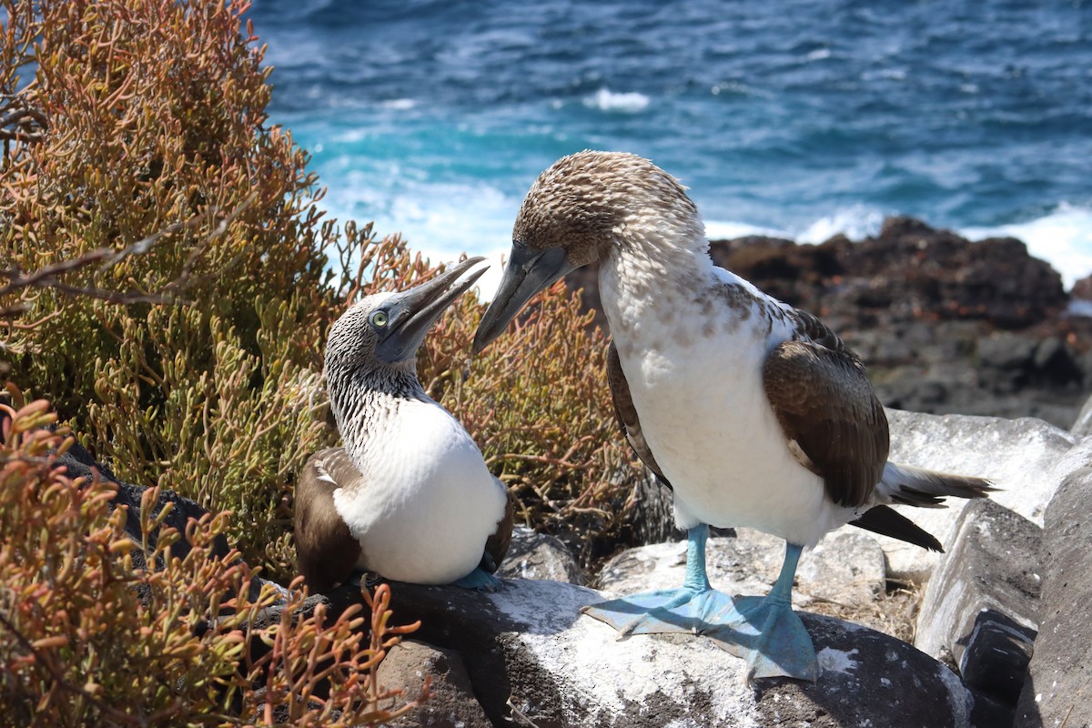 Blue-footed Booby - ML384370181