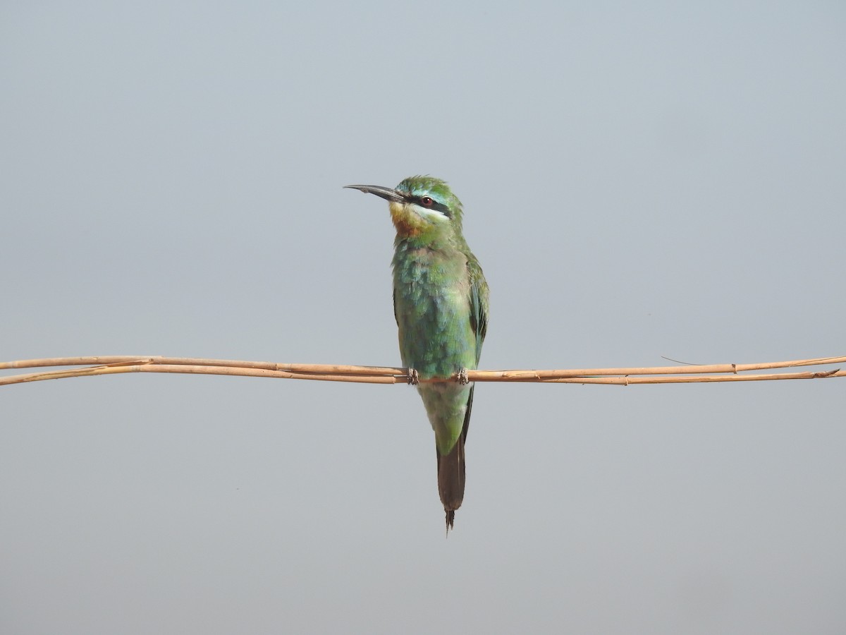 Blue-cheeked Bee-eater - ML384373171