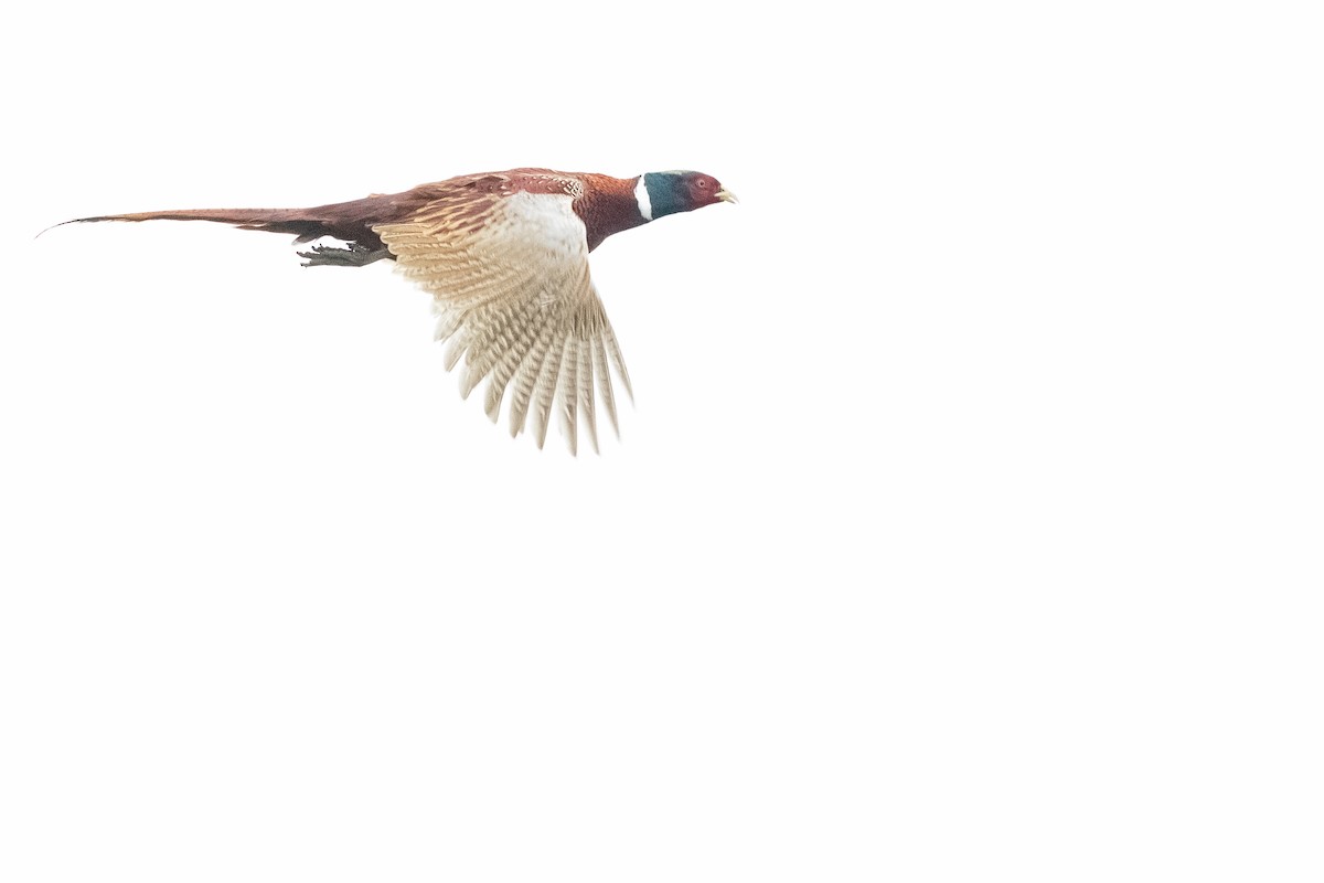Ring-necked Pheasant - ML384374951