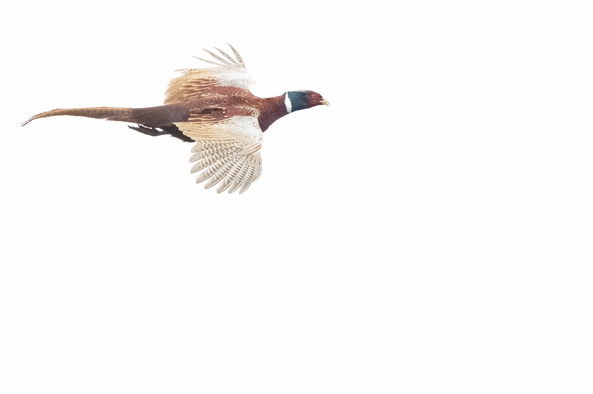 Ring-necked Pheasant - ML384374961
