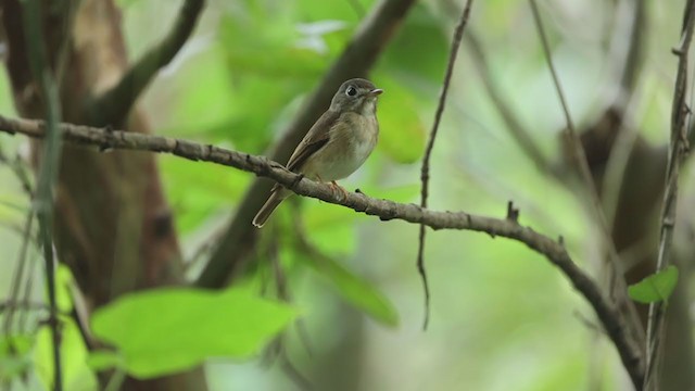 Brown-breasted Flycatcher - ML384376961