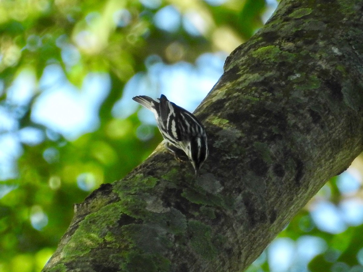 Black-and-white Warbler - ML38438491