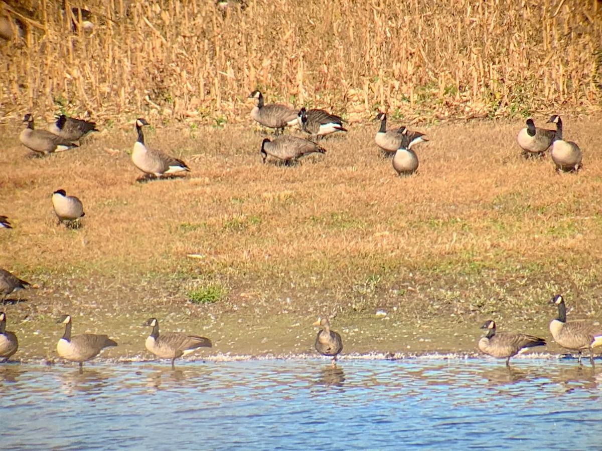 Greater White-fronted Goose - Ellison Orcutt