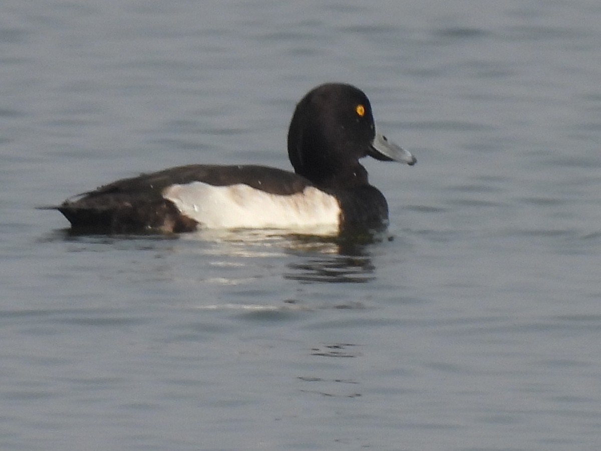 Tufted Duck - ML384388391