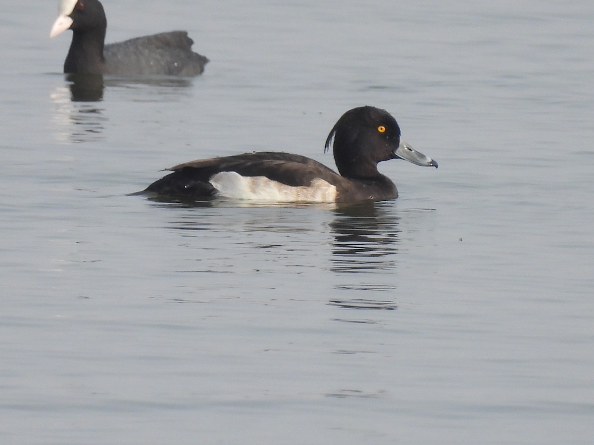 Tufted Duck - ML384388441