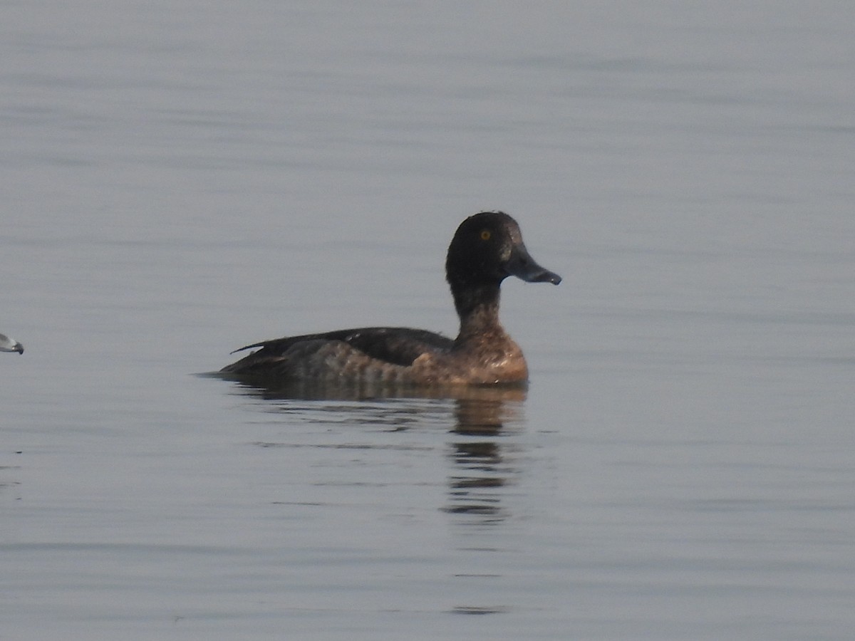 Tufted Duck - ML384388451