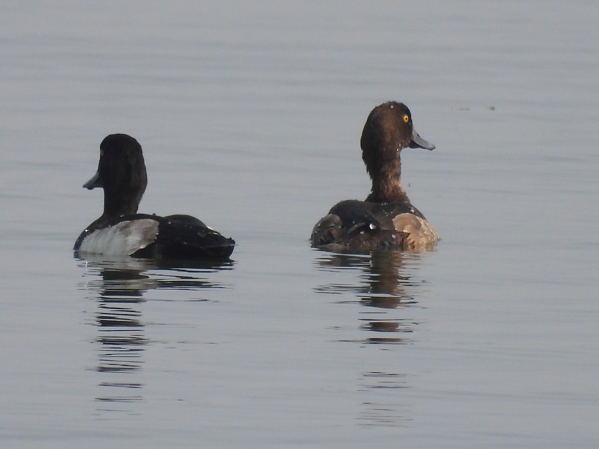 Tufted Duck - ML384388481
