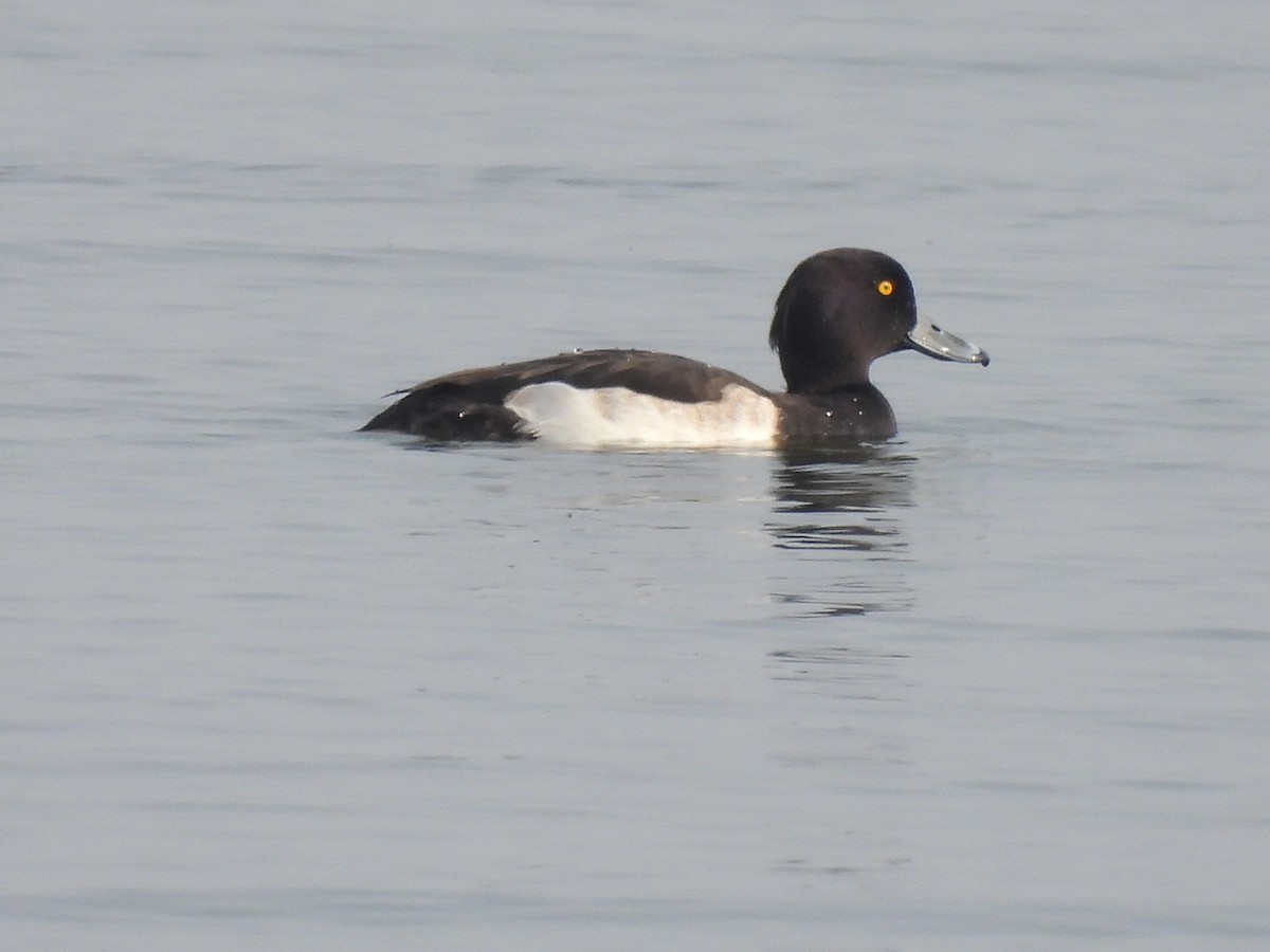 Tufted Duck - ML384388501