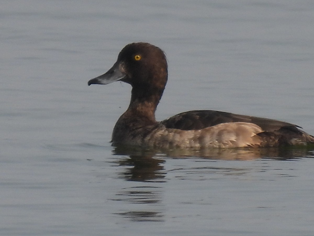 Tufted Duck - ML384388531