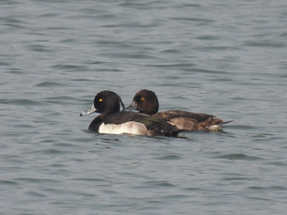Tufted Duck - ML384388541