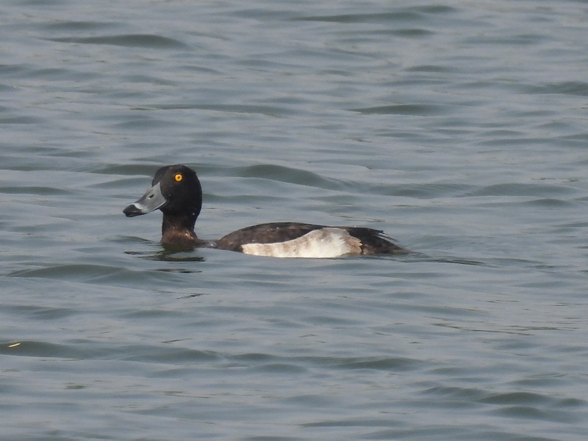 Tufted Duck - ML384388551