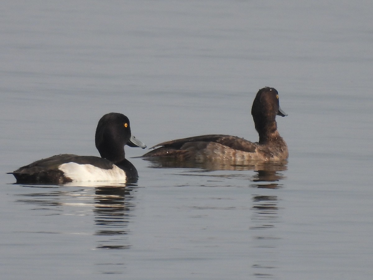 Tufted Duck - ML384388571