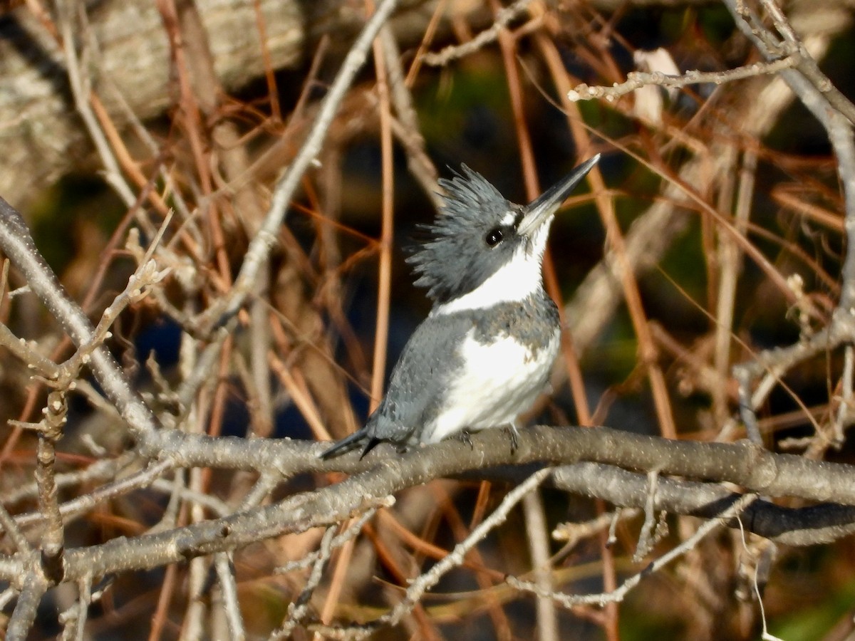 Belted Kingfisher - ML384388951